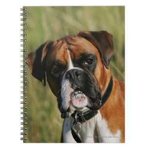 Cuaderno Perro del boxeador que mira fijamente la cámara