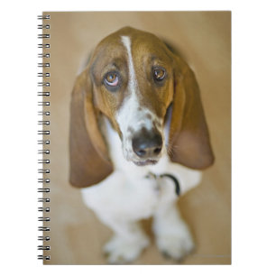 Cuaderno Perro dulce del Bassett