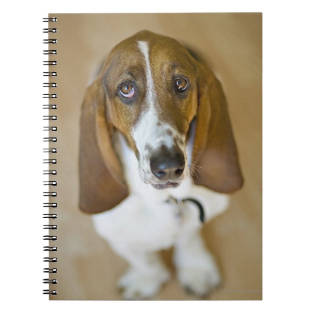 Cuaderno Perro dulce del Bassett (Frente)