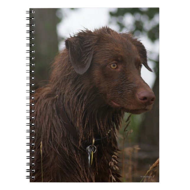 Cuaderno Perro húmedo P1 Flatlandersam (Frente)