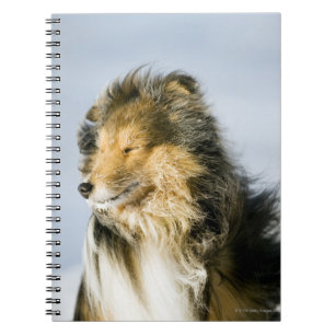 Cuaderno Perro pastor de Shetland