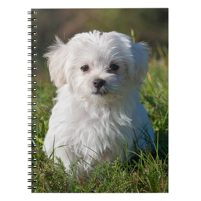 Cuaderno Perro picante maltés blanco y esponjoso (Frente)