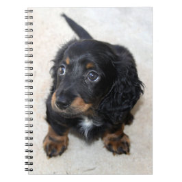 Cuaderno Perro porcino de Dachshund negro