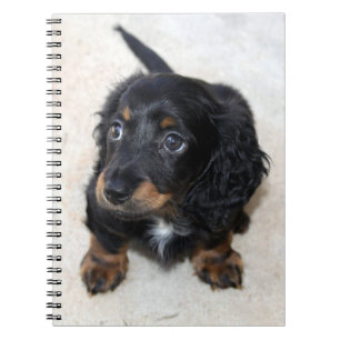 Cuaderno Perro porcino de Dachshund negro