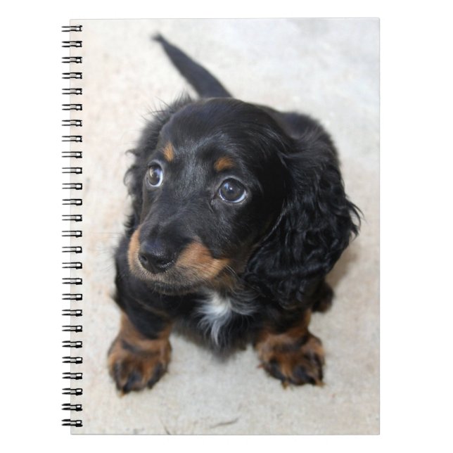 Cuaderno Perro porcino de Dachshund negro (Frente)