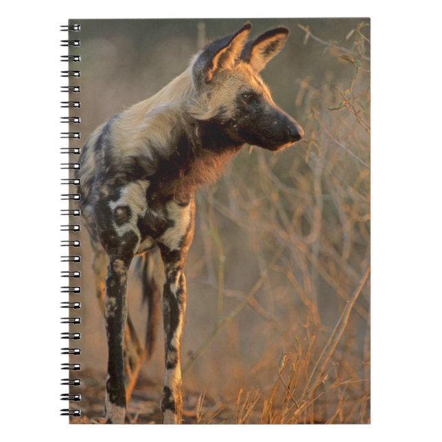 Cuaderno Perro salvaje africano (Lycaon Pictus), Kruger (Frente)