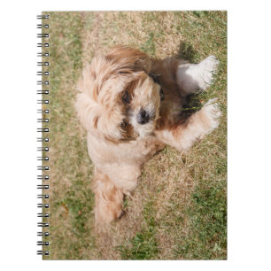 Cuaderno Perros de Lhasa Apso