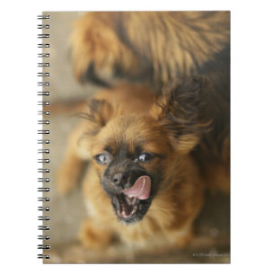 Cuaderno Perros de Pekingese