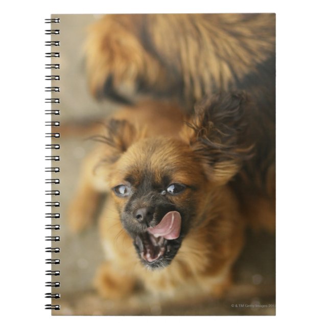 Cuaderno Perros de Pekingese (Frente)