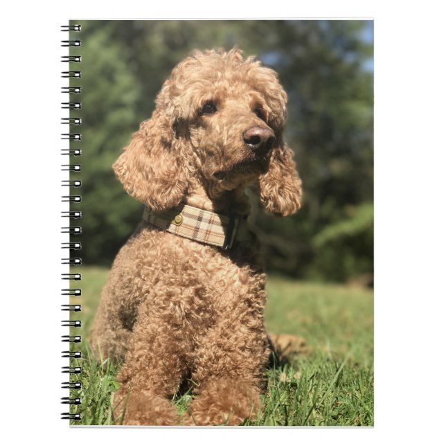 Cuaderno Personalizable Apricot Poodle (Frente)
