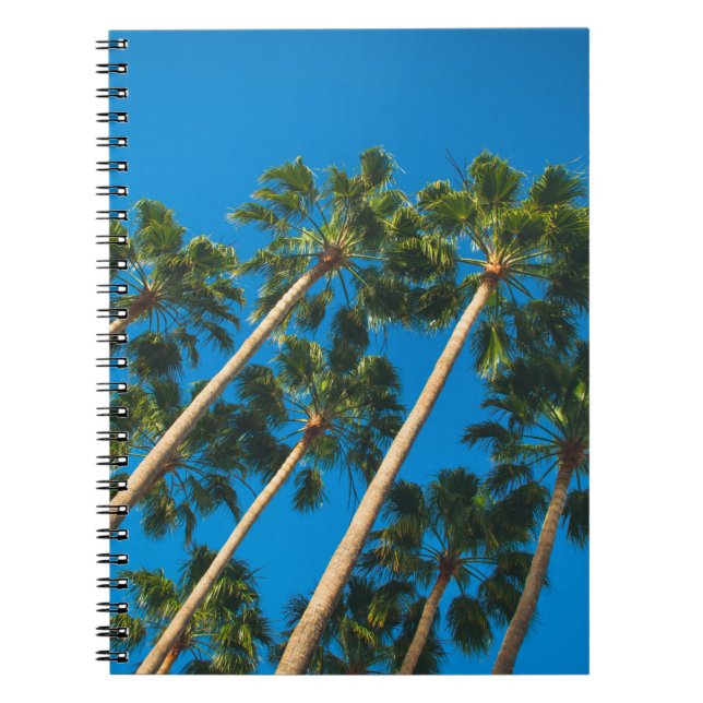 Cuaderno Perspectiva de ángulo del grupo de palmeras delgad (Frente)