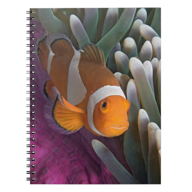 Cuaderno Pescado anemónico de Payaso Occidental (Frente)