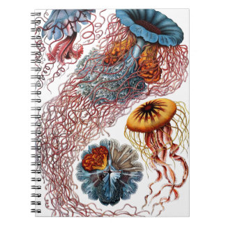 Cuaderno Pescados de jalea de Ernst Haeckel