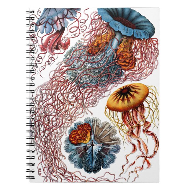 Cuaderno Pescados de jalea de Ernst Haeckel (Frente)