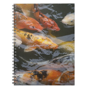 Cuaderno Pescados tímidos
