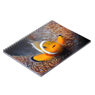 Cuaderno Pescados tropicales del filón - Clownfish