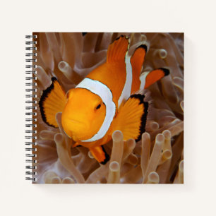 Cuaderno Pez payaso - Molokai, North Shore Cliff