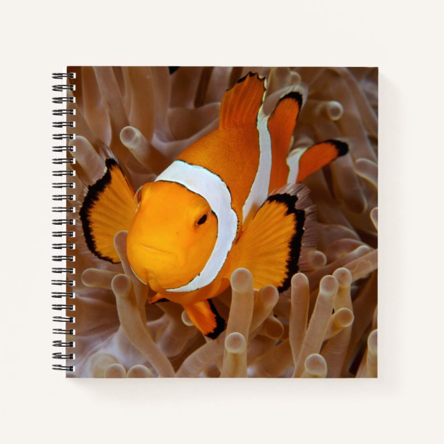 Cuaderno Pez payaso - Molokai, North Shore Cliff (Anverso)