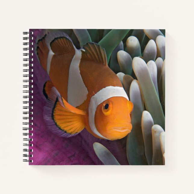 Cuaderno Pez payaso occidental (Anverso)