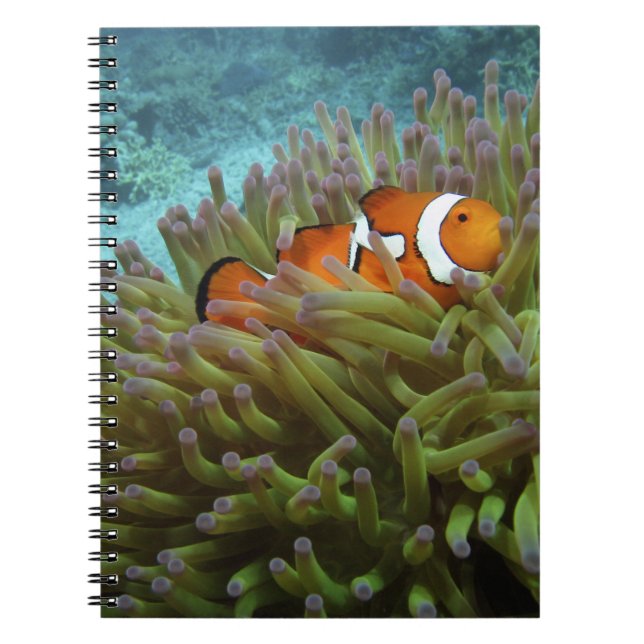 Cuaderno Pez payaso occidental ( Amphiprion ocellaris ) (Frente)