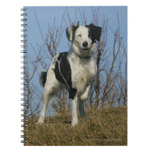 Cuaderno Pierna del border collie aumentada