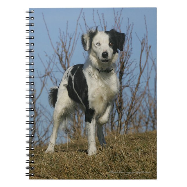 Cuaderno Pierna del border collie aumentada (Frente)