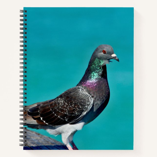 Cuaderno Pigeon With A View (Anverso)