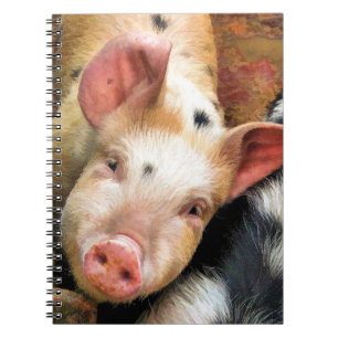 CUADERNO PIGS
