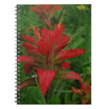 Pincel de pintura indio