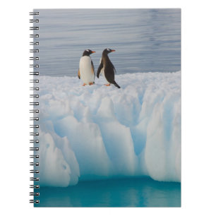 Cuaderno pingüino de gentoo, Pygoscelis Papua, en hielo gla