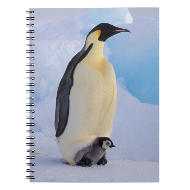 Cuaderno Pingüino Emperador | Aptenodytes (Frente)