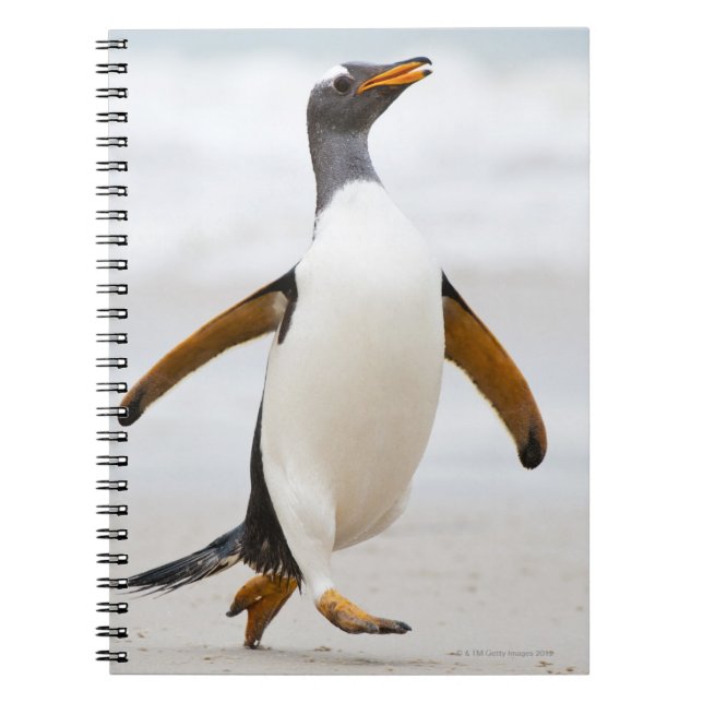 Cuaderno Pingüino Gentoo (Frente)