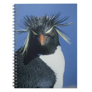 Cuaderno Pingüino saltarrocas (Eudyptes chrysocome)