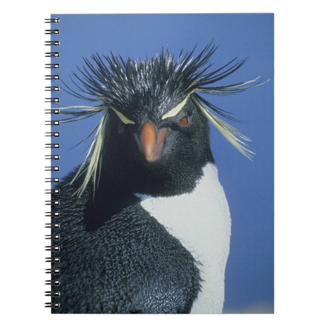 Cuaderno Pingüino saltarrocas (Eudyptes chrysocome) (Frente)