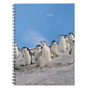 Cuaderno Pingüinos de Penacho Amarillo Pygoscelis Antarct