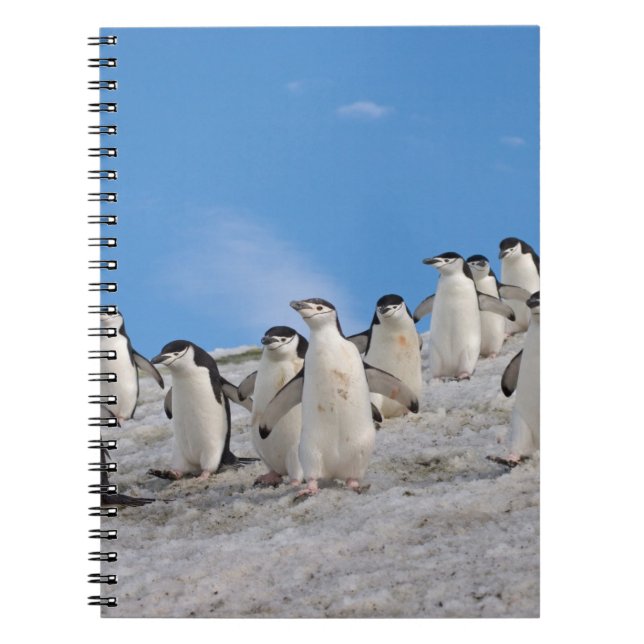 Cuaderno Pingüinos de Penacho Amarillo | Pygoscelis Antarct (Frente)