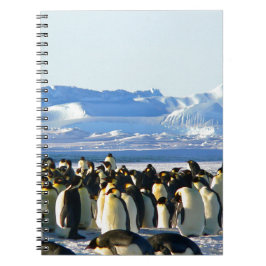 Cuaderno Pingüinos emperadores