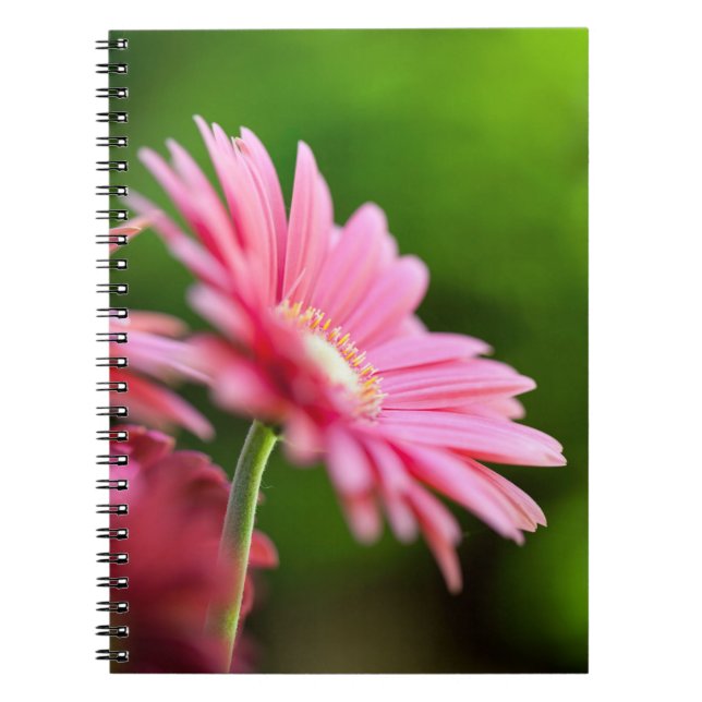 Cuaderno Pink Gerbera Daisy (Frente)