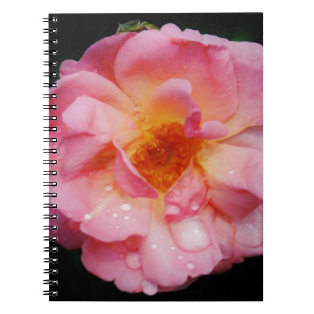 Cuaderno Pink Rose w/ Dew Drops Black Background (Frente)