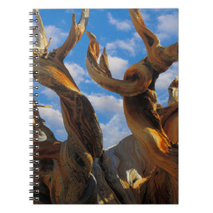 Cuaderno Pino Bristlecone