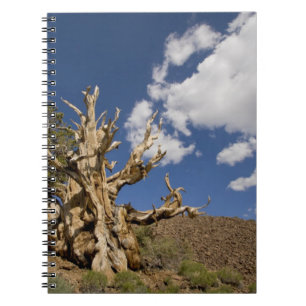 Cuaderno pino de Bristlecone en el bosque de Bristlecone,