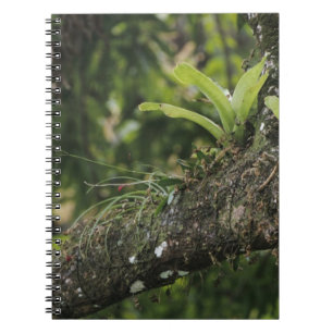Cuaderno Pino Rosa, Bletia purpurea, floreciendo en Mango