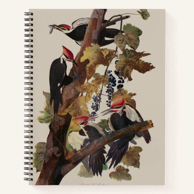 Cuaderno Pintado de pájaro carpintero con basculante Audubo (Anverso)