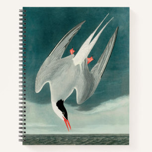Cuaderno Pintado de vida silvestre del Ártico Tern Audubon