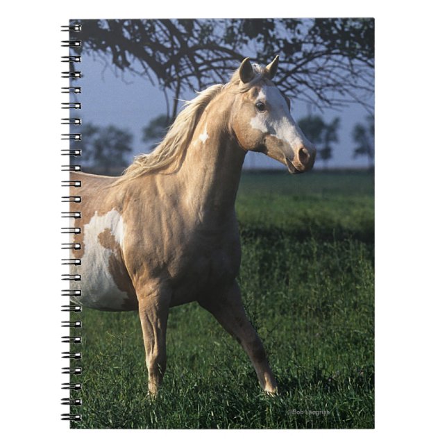 Cuaderno Pinte el caballo que coloca 2 (Frente)
