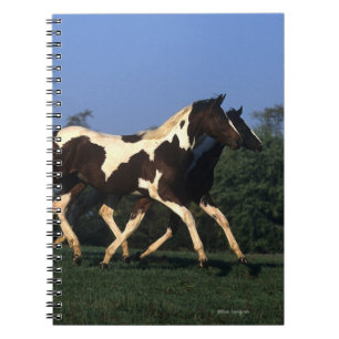 Cuaderno Pinte el funcionamiento de los añales