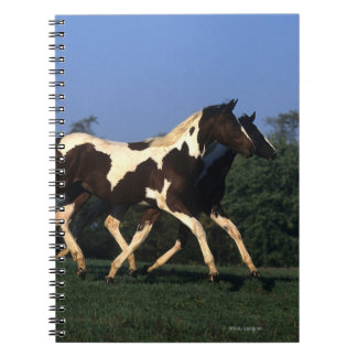 Cuaderno Pinte el funcionamiento de los añales