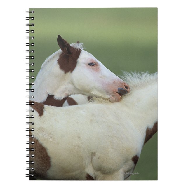 Cuaderno Pinte jugar de los potros (Frente)