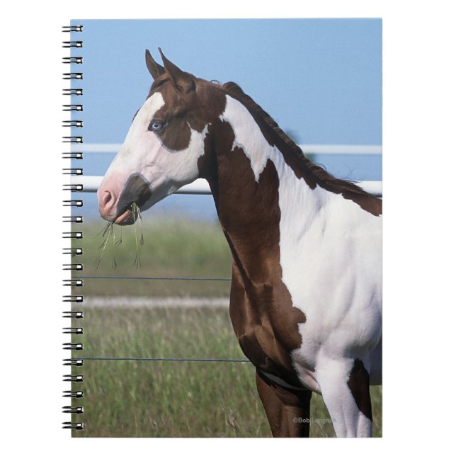 Cuaderno Pinte la situación del caballo (Frente)