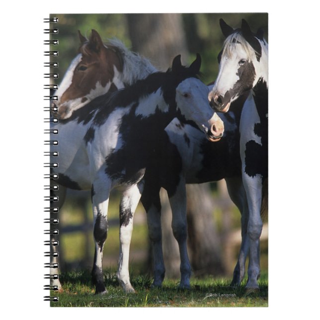 Cuaderno Pinte los caballos (Frente)